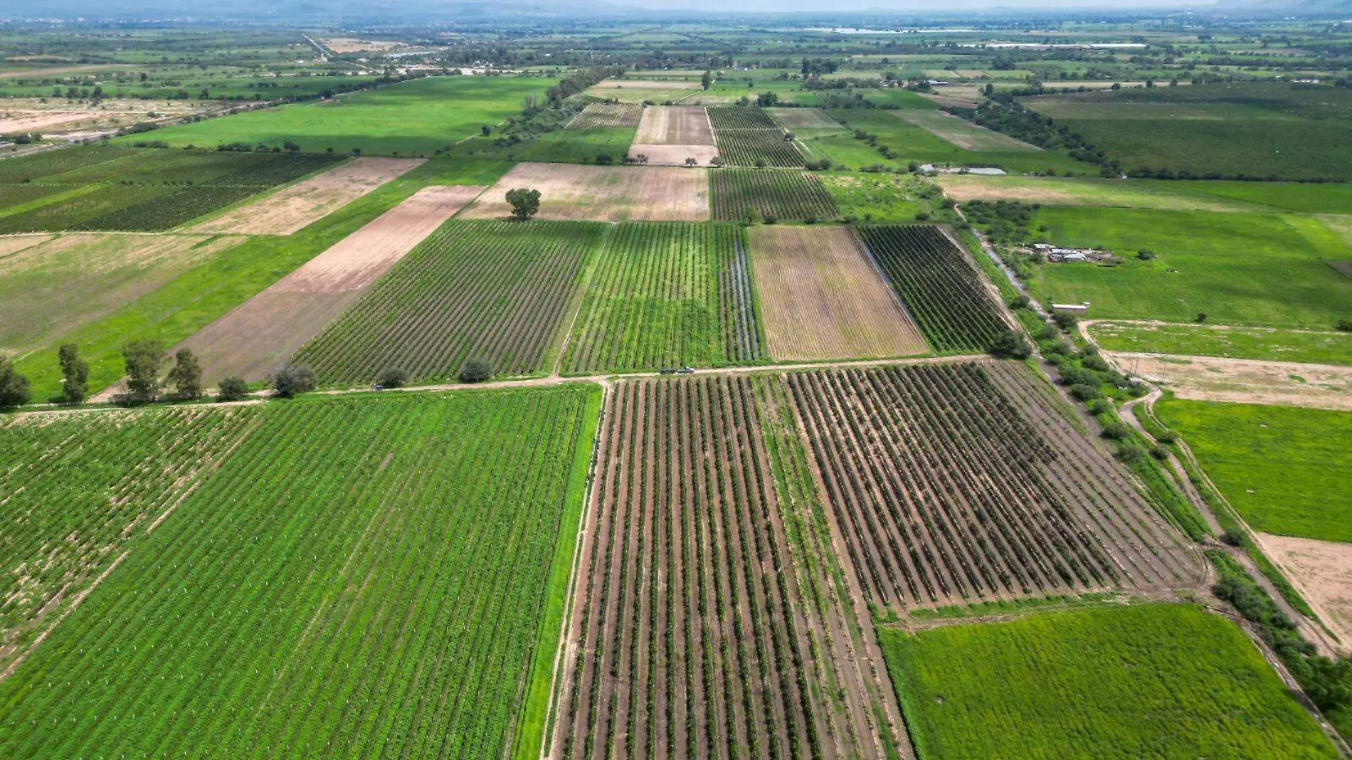 PLANTIO CAMPO COSECHA